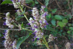 Pogostemon benghalensis